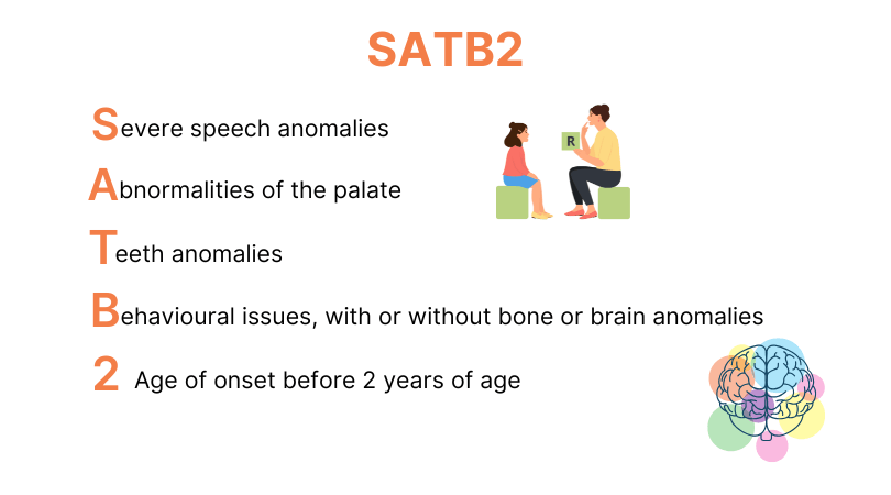 SATB2 acronym describe some of the common features of SATB2-associated syndrome. S for severe speech anomalies, A for abnormalities of palate, T for teeth anomalies, B for behavioural issues, with or without bone or brain anomalies, 2 for age of onset before 2 years of age.