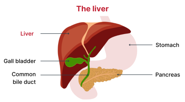 The liver is located on the upper right part of the abdomen, close to the gall bladder, stomach and pancreas.