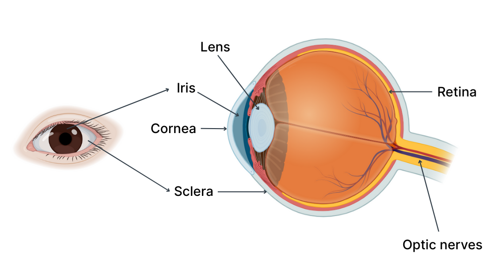 Different parts of the eyes such as lens, iris, cornea, retina, sclerae and optic nerves.