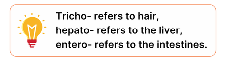 Tricho- refers to hair, hepato- refers to liver, and entero-refers to the intestines.
